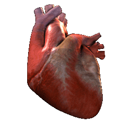 هولتر قلب برای سنجش تپش قلب و آریتمی